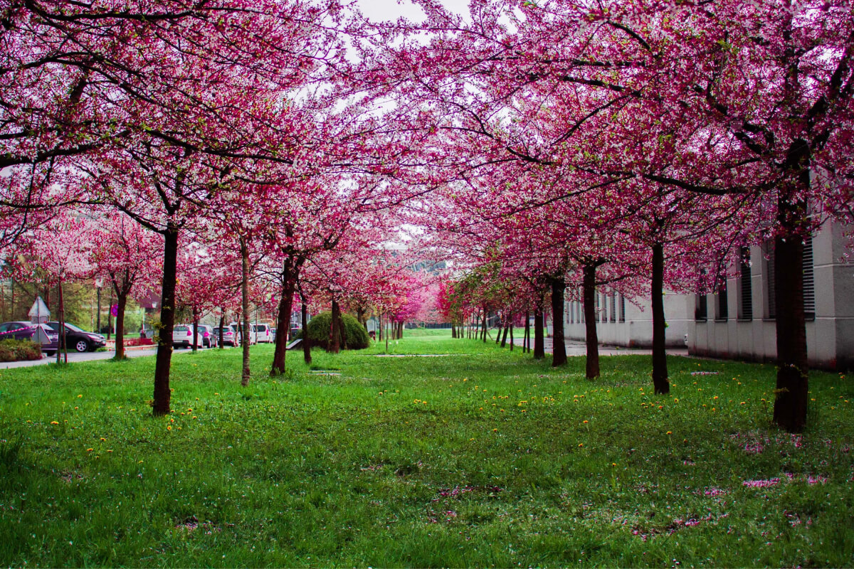 Our Favourite Parks in Wembley to Take in Some Greenery